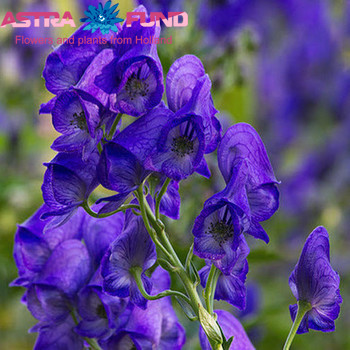 Aconitum overig photo