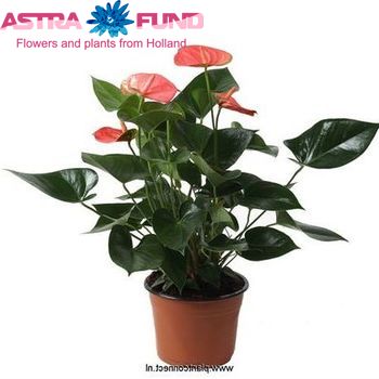 Anthurium overig kleurbehandeld blauw 19% photo