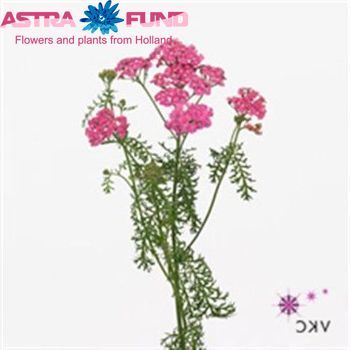 Aster overig lila Foto