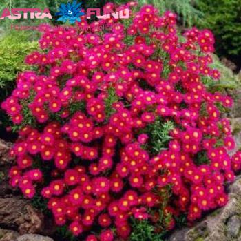 Aster overig rood foto