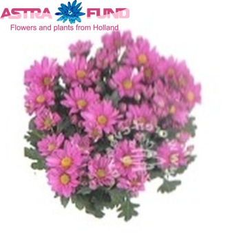 Aster overig roze Foto