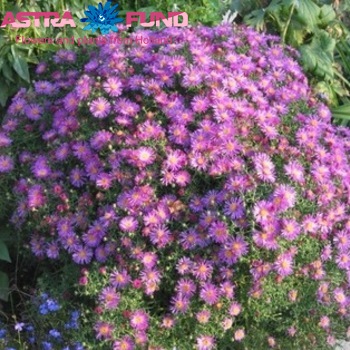 Aster overig blauw Foto