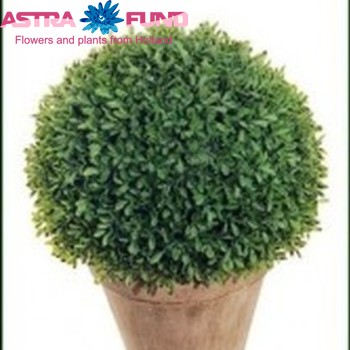 Buxus krans 6% фото