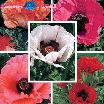 Papaver overig фото