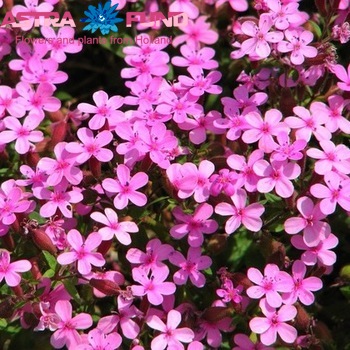 Saponaria overig roze фото