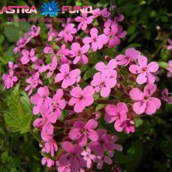 Saponaria per bos overig roze фото