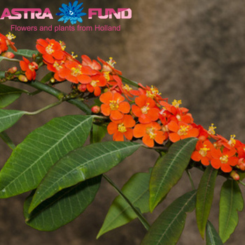 Euphorbia fulgens vertakt 'Kuttlers Samtrot' photo