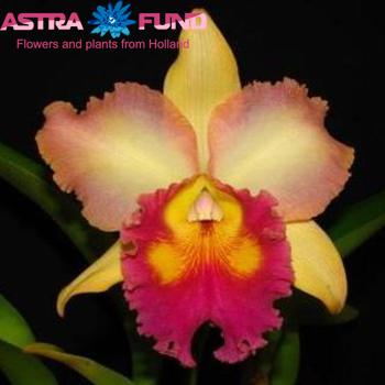 Orchidee?n overig per bloem Cattleya grootbloemig photo