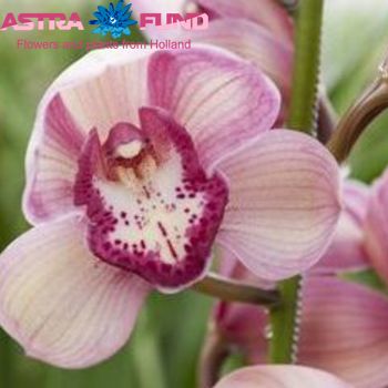 Orchidee?n overig per bos gemengd photo