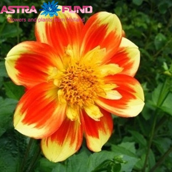 Dahlia overig geel foto