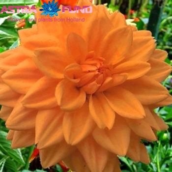 Dahlia overig oranje foto