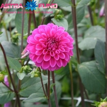 Dahlia overig roze Foto