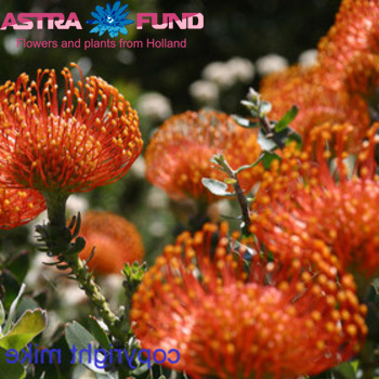 Leucospermum cordifolium overig фото