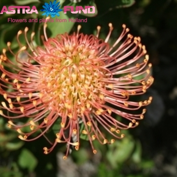 Leucospermum 'Naomi' kleurbehandeld 19% photo