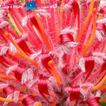 Leucospermum overig geel photo