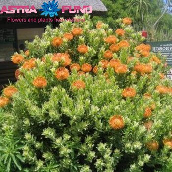 Leucospermum overig oranje photo