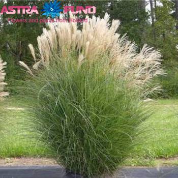 Miscanthus sinensis overig фото