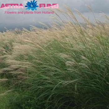 Miscanthus sinensis per bos (blad) photo