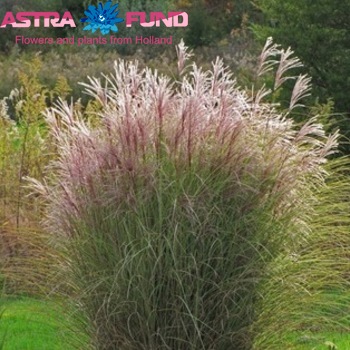 Miscanthus sinensis per bos 'Kleiner Fontaine' photo