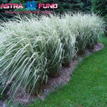 Miscanthus sinensis per bos 'Variegatus' фото