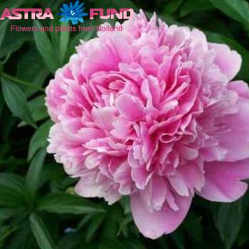 Paeonia Lactiflora Grp 'Dr. Alexander Fleming' Foto