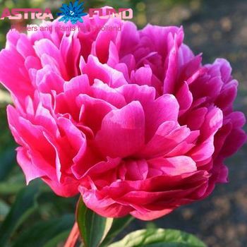 Paeonia Lactiflora Grp overig roze Foto