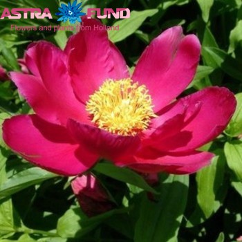 Paeonia officinalis overig foto