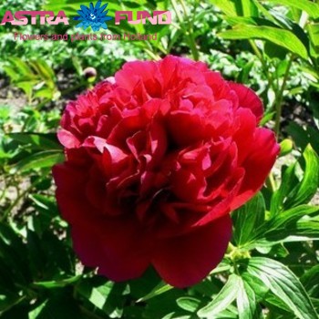 Paeonia officinalis надземна фото