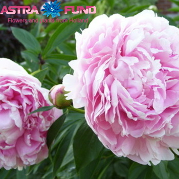 Paeonia overig Foto