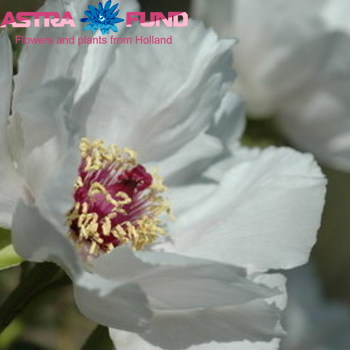 Paeonia overig wit zdjęcie