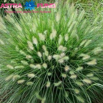 Pennisetum overig фото