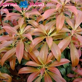 Pieris japonica per bos 'Bonfire' Foto