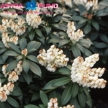 Pieris japonica per bos 'Cupido' Foto