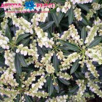 Pieris japonica per bos 'Purity' фото