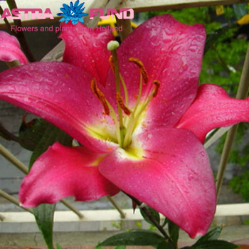 Lilium Or 'Barboresco' photo