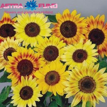 Helianthus overig photo