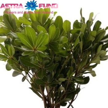 Pittosporum overig photo