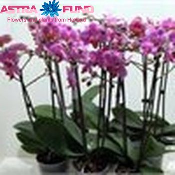 Phalaenopsis per tak overig roze фото