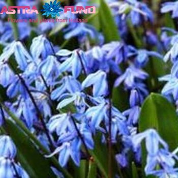 Scilla overig blauw photo