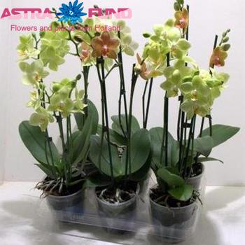 Phalaenopsis per bloem overig geel photo