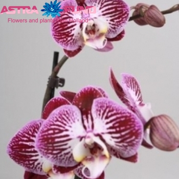 Phalaenopsis per bloem overig gestreept photo