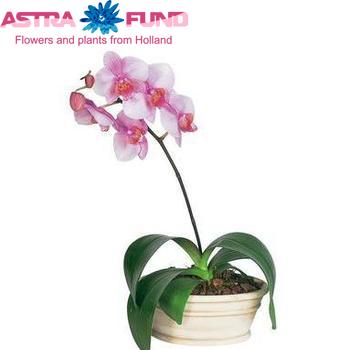 Phalaenopsis per bloem overig roze фото