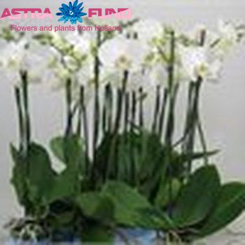 Phalaenopsis per bloem overig wit foto