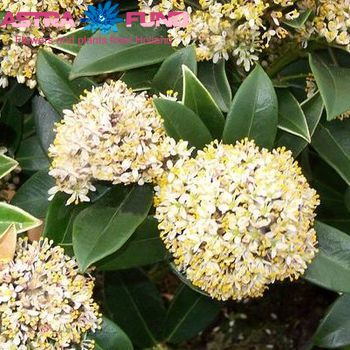 Skimmia per bos confusa 'Kew Green' photo