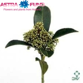 Skimmia per bos japonica 'Emerald King' photo