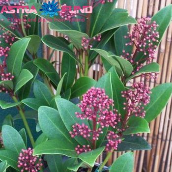 Skimmia per bos japonica 'Rubella' photo