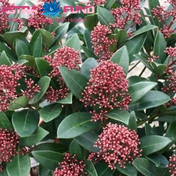 Skimmia per bos japonica 'Rubinetta' photo