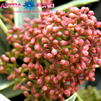 Skimmia per bos overig photo