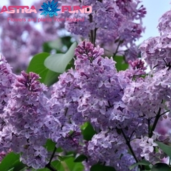 Syringa overig фото