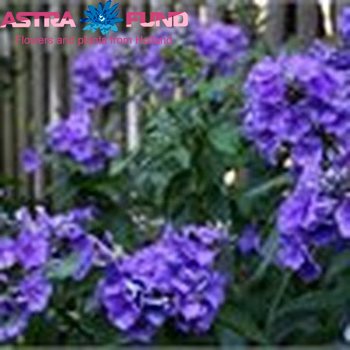 Phlox Paniculata Grp overig blauw zdjęcie